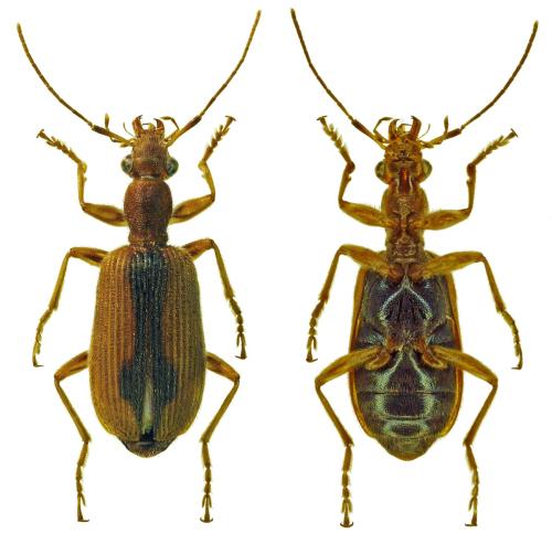 Réf. 315 730 : Drypta distincta